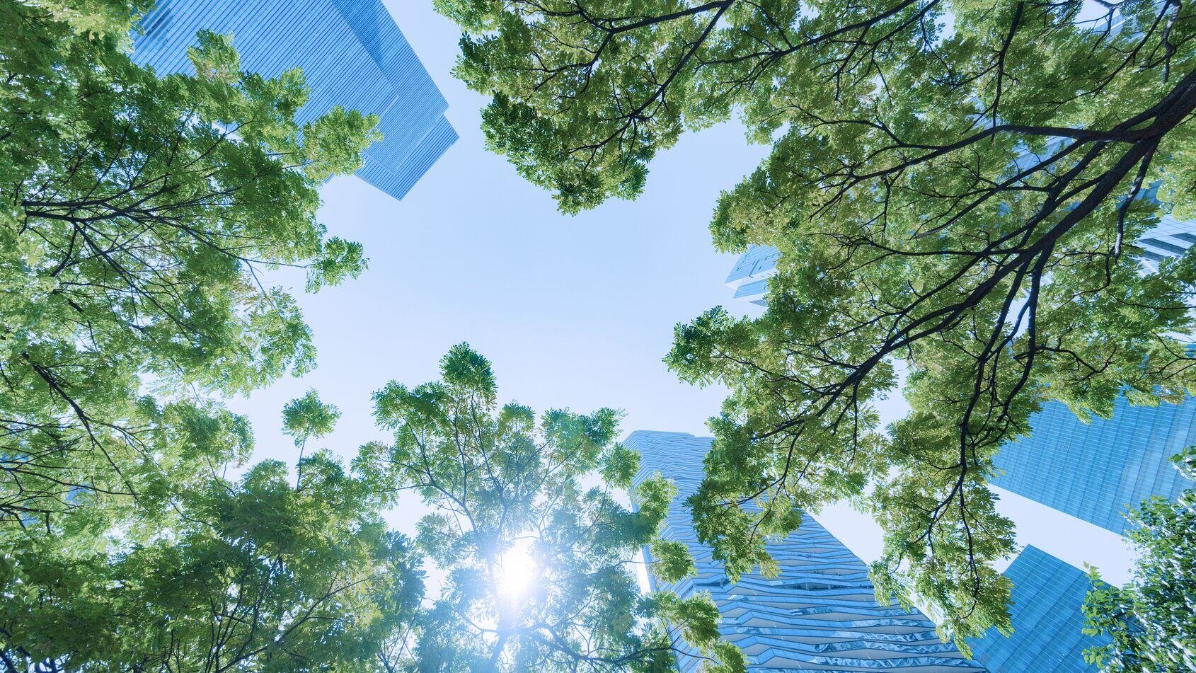 GL_EmailBanner_1.690x951px_Tree skyline